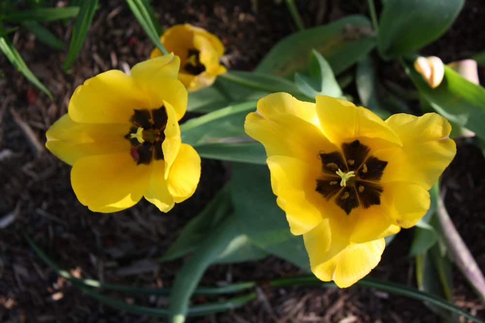 Photo of Outdoor in Woodstock