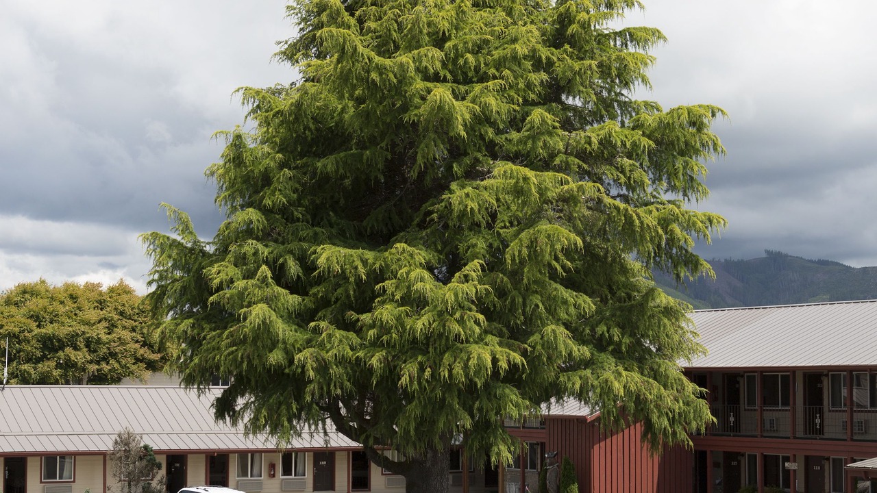 Photo of Outdoor in Forks