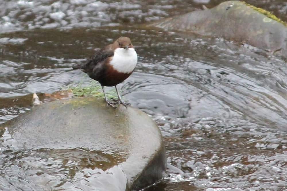 Photo of Others in Glenlivet