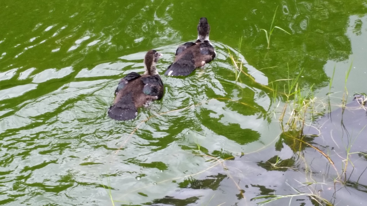 Photo of Outdoor in Volcano