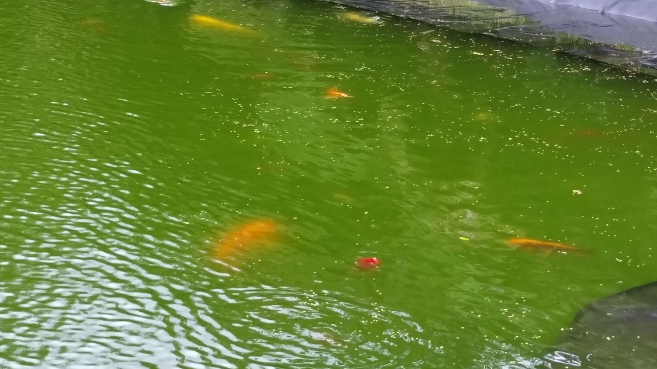 Photo of Outdoor in Volcano