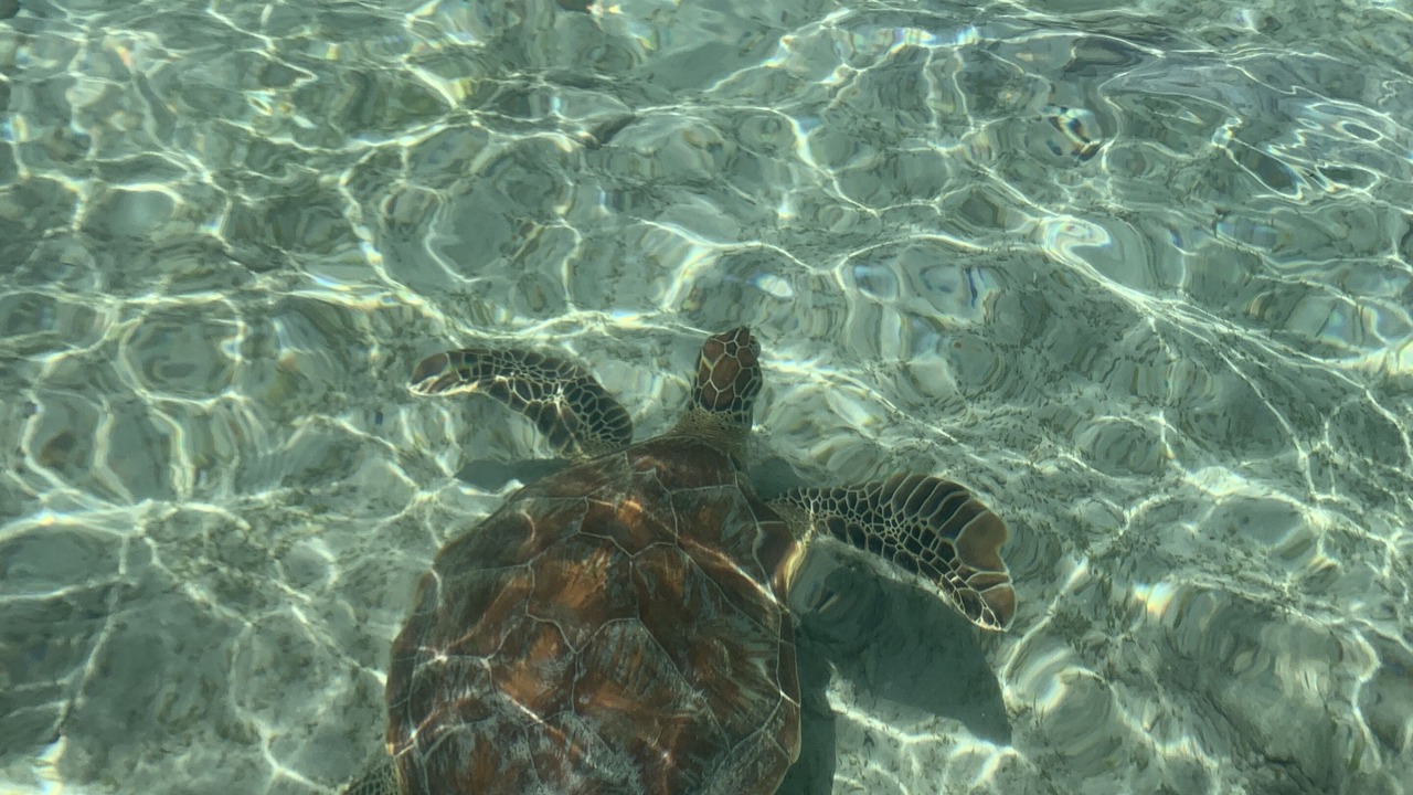 Photo of Others in Gili Trawangan