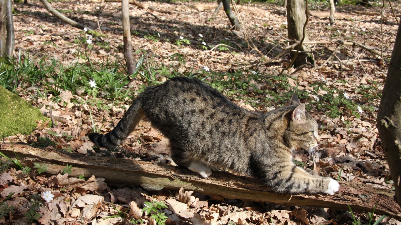 Photo of Outdoor in Piltdown