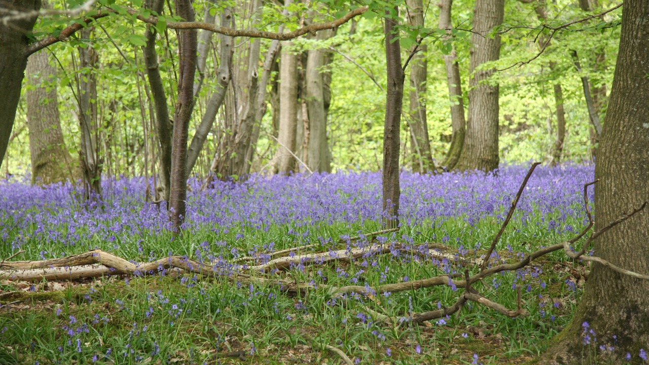 Photo of Outdoor in Piltdown