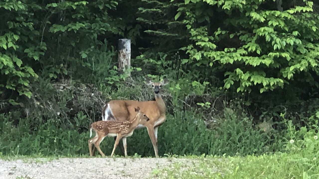 Photo of Outdoor in Haliburton