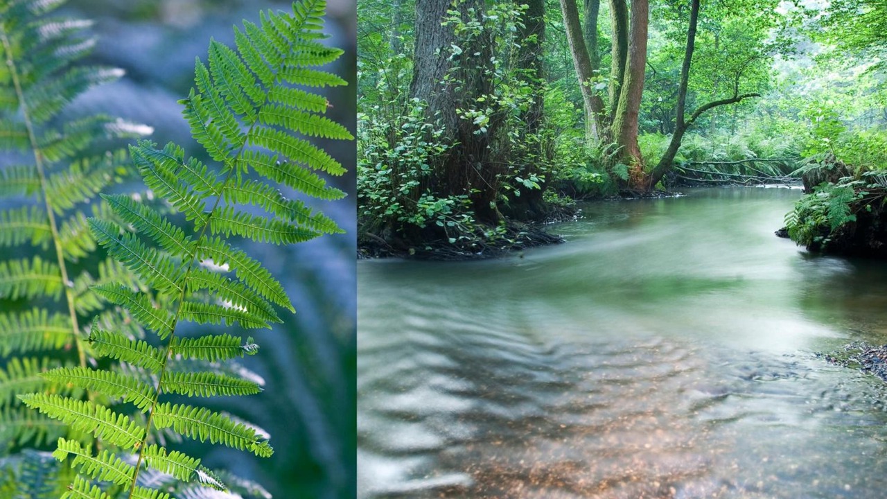 Photo of Outdoor in La Petite-Pierre