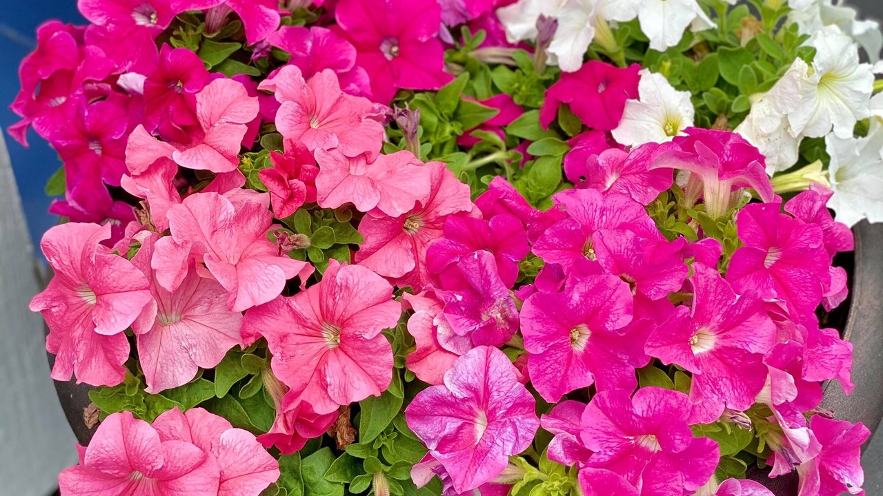 Photo of Outdoor in Ogunquit - Wells