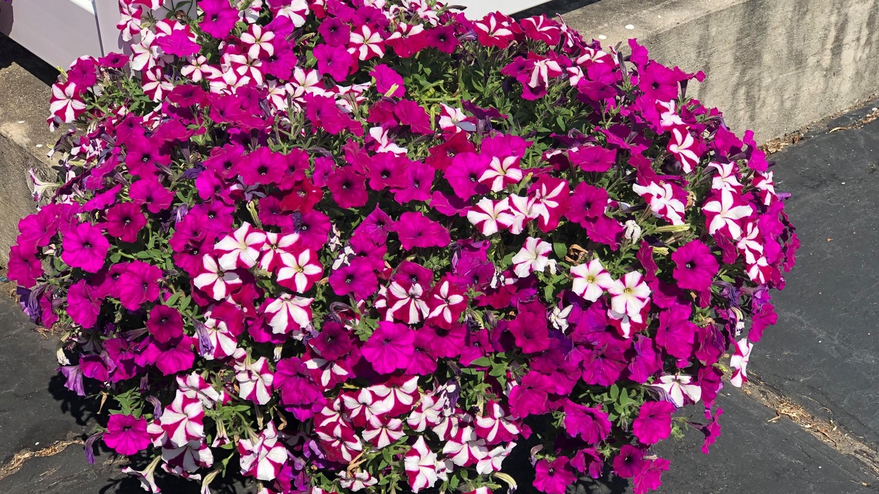 Photo of Outdoor in Ogunquit - Wells