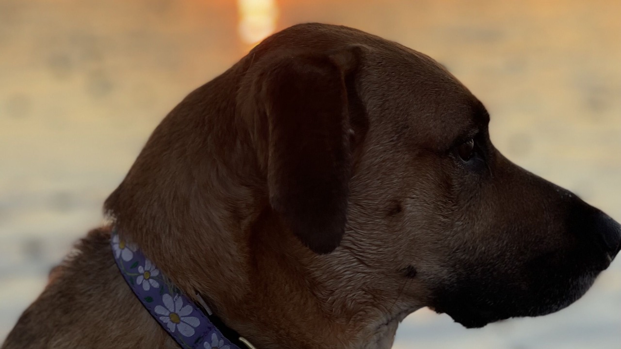 Photo of Others in York Beach