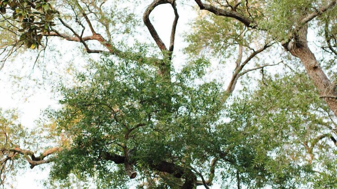 Photo of Outdoor in Aiken