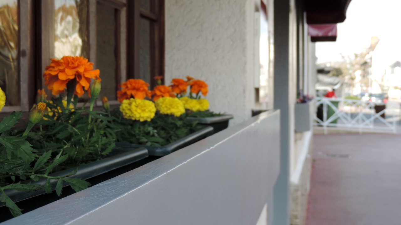 Photo of Outdoor in Deauville City Centre