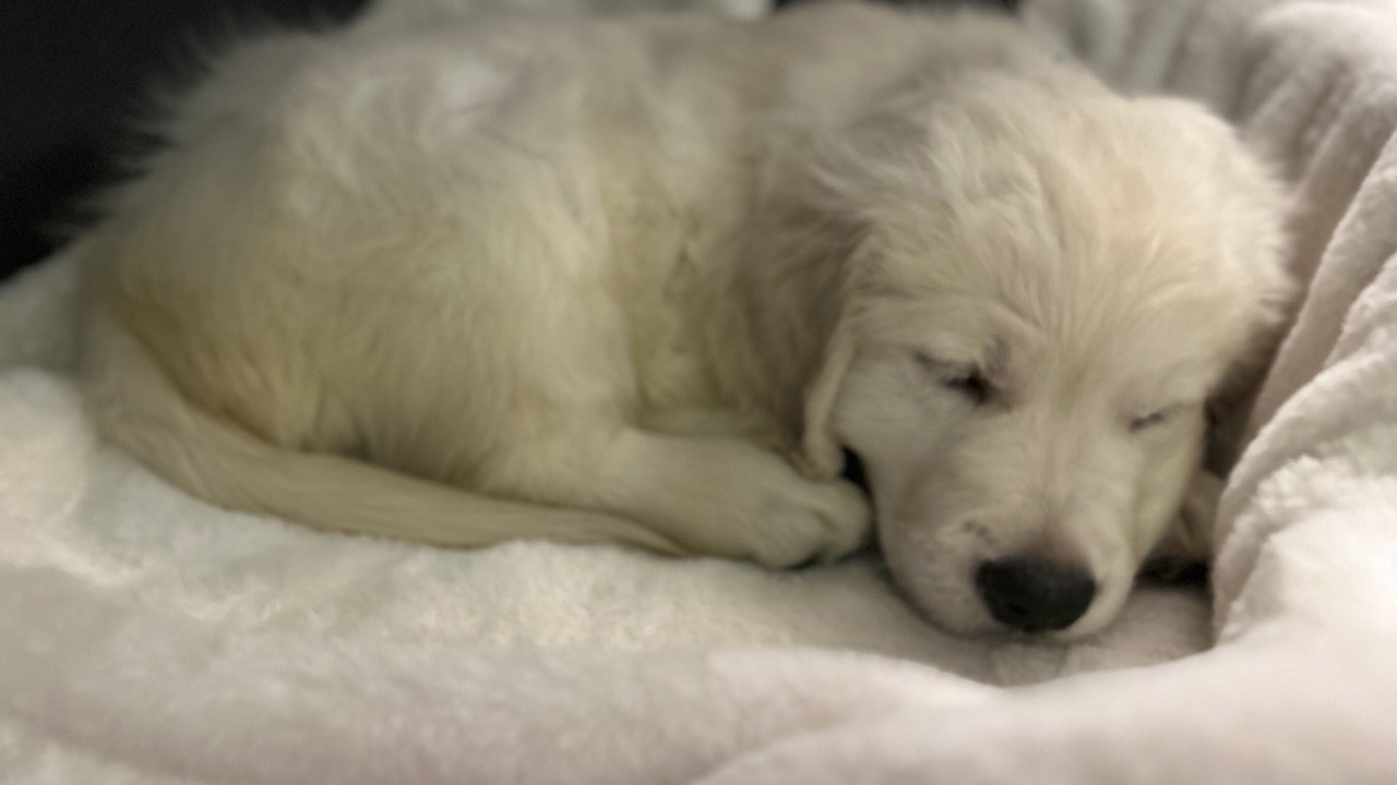 Photo of Others in Chard