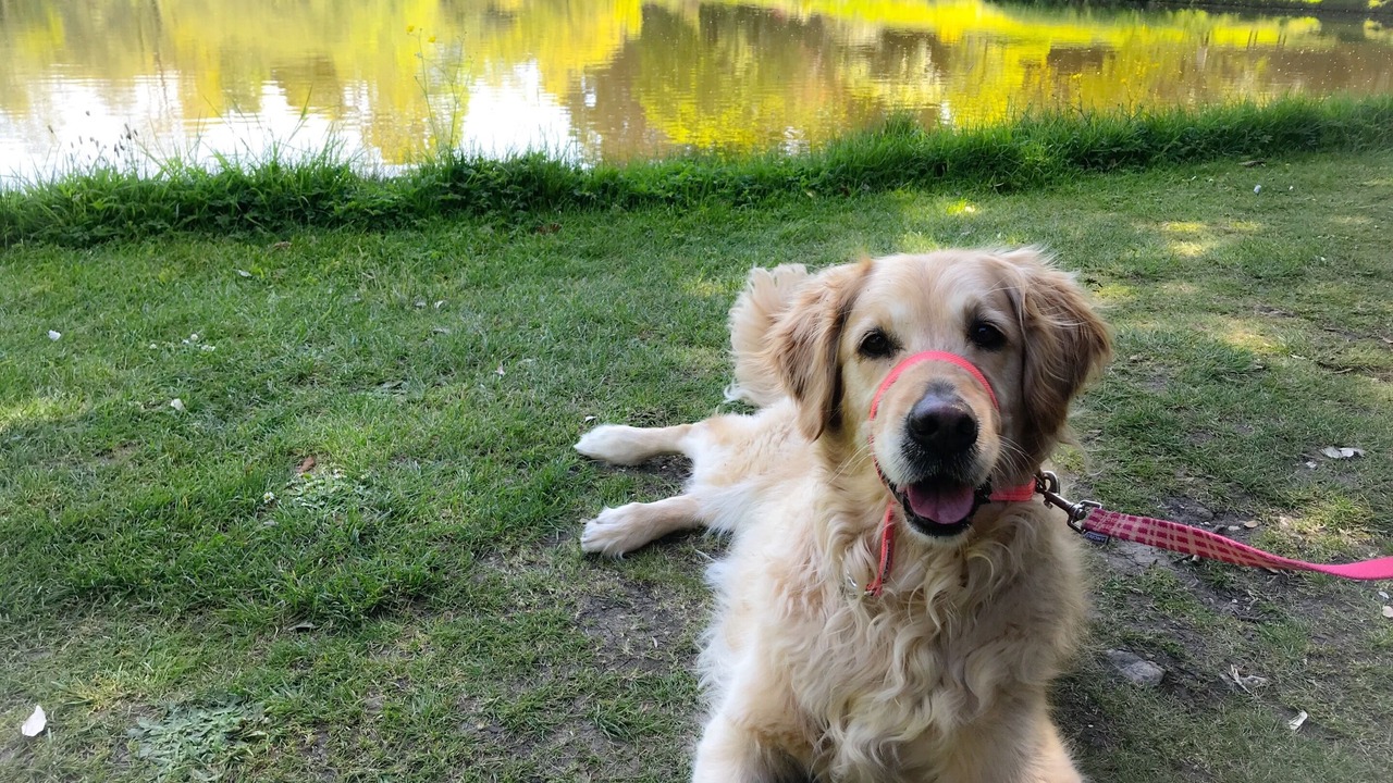 Photo of Others in Chard