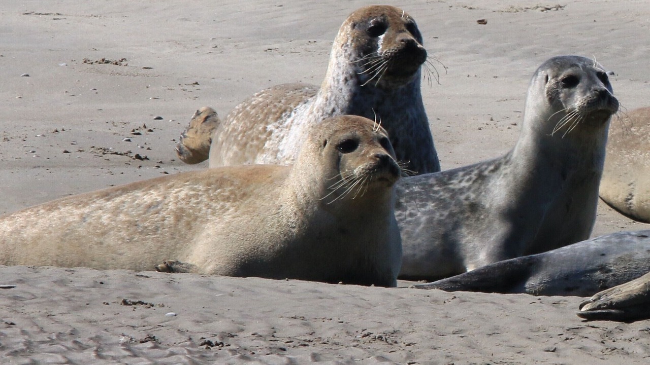 Photo of Others in Fort-Mahon-Plage
