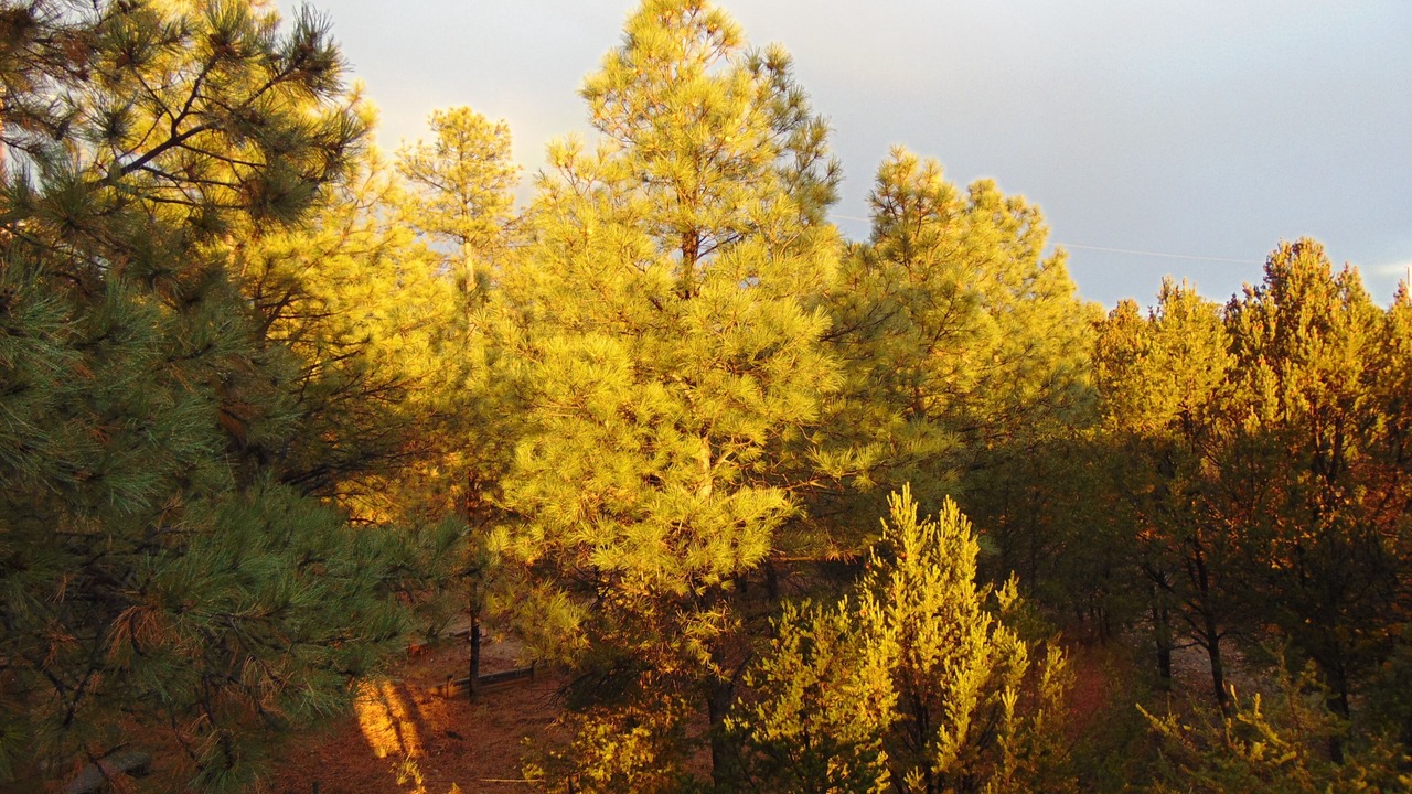 Photo of Others in Ramblewoods