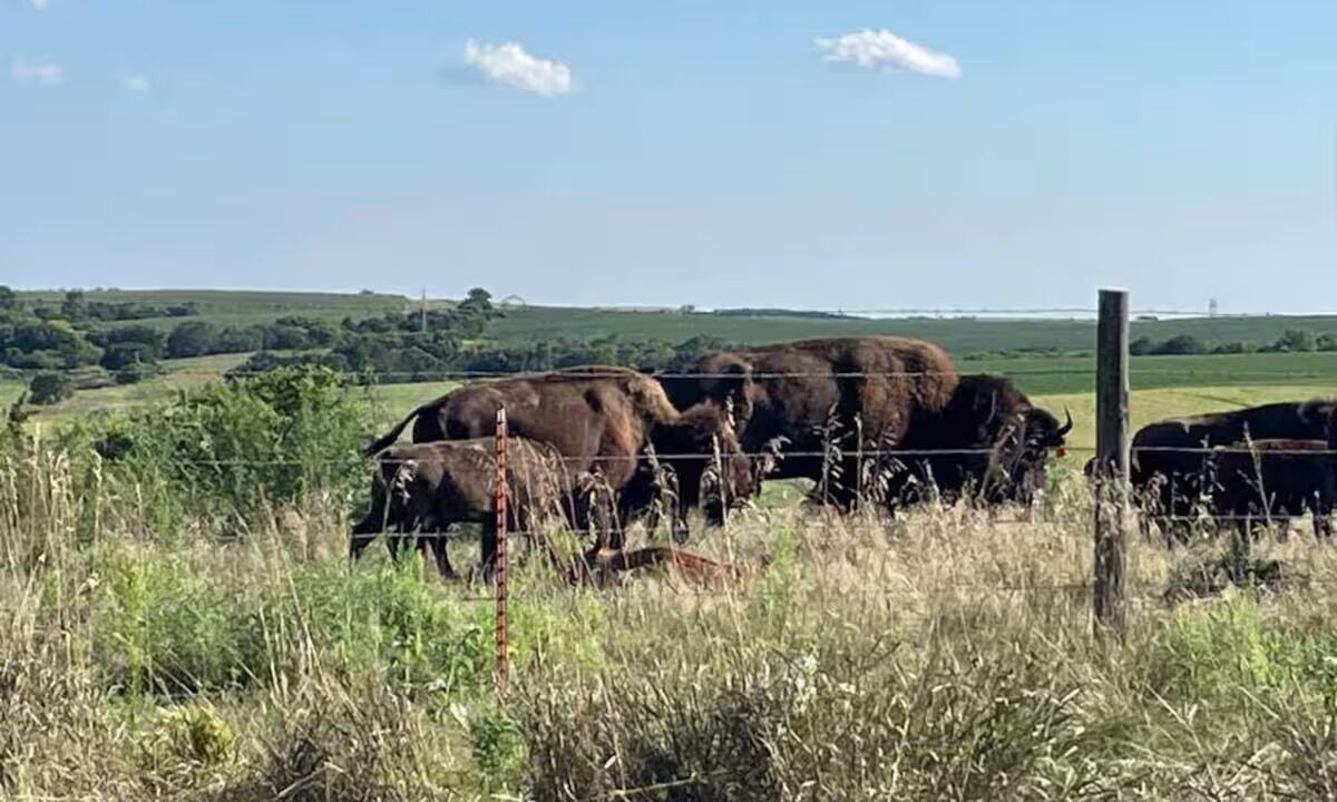Photo of Others in Buffalo County