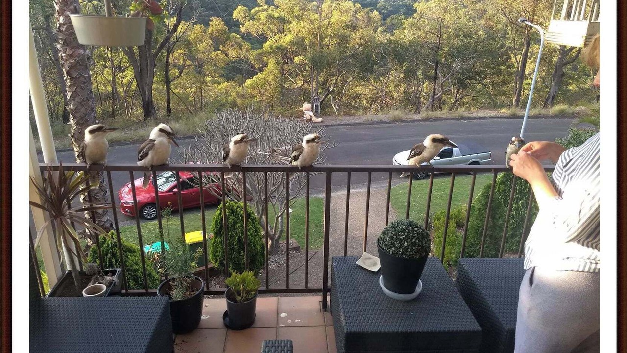 Photo of Outdoor in Illawong