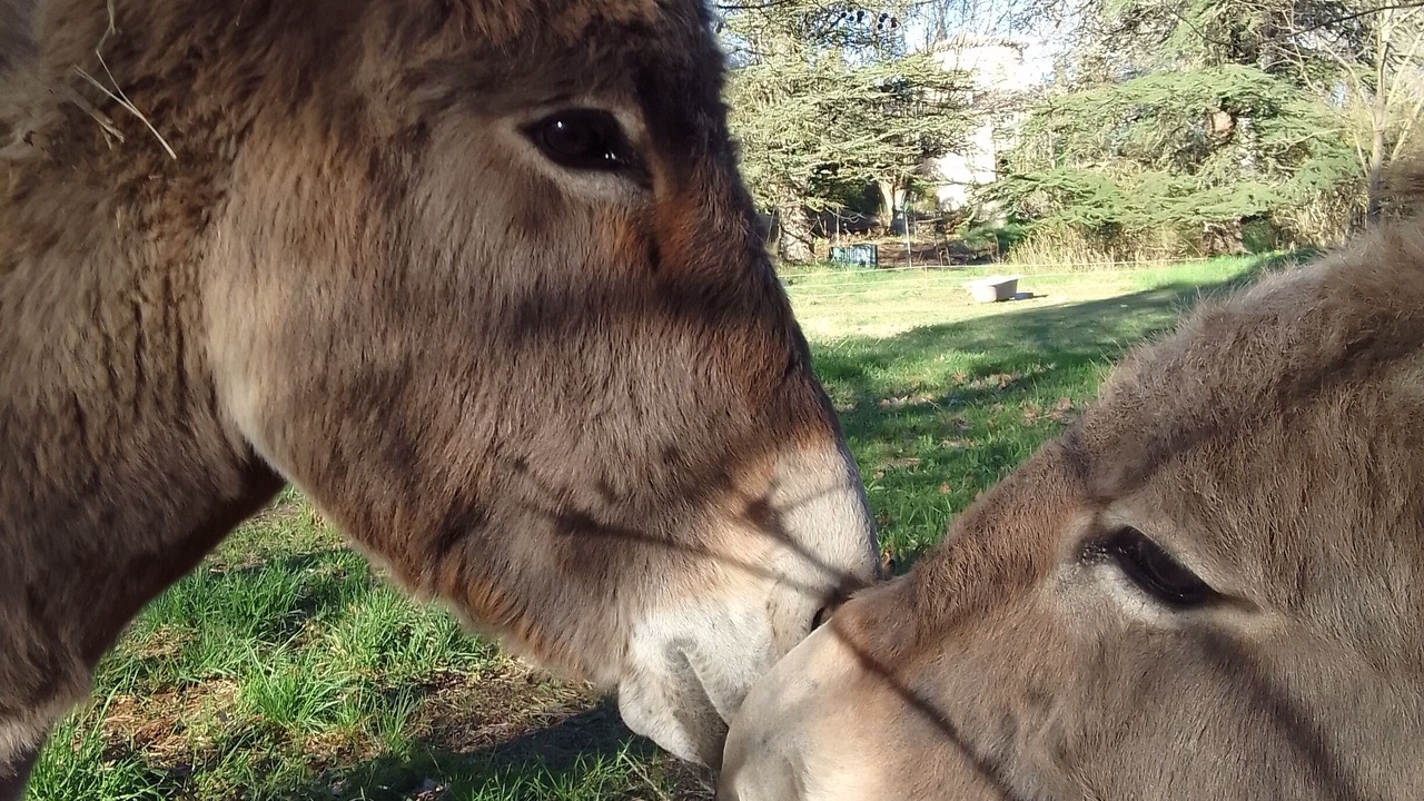 Photo of Outdoor in Dauphin
