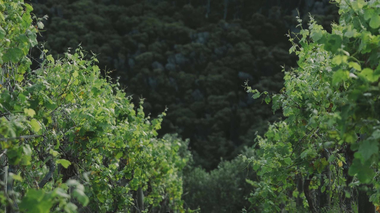 Photo of Outdoor in Tutukaka