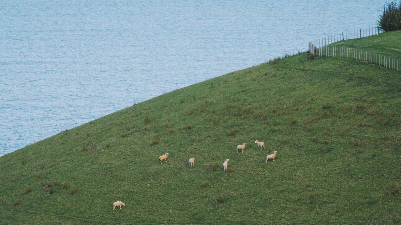 Photo of Others in Tutukaka