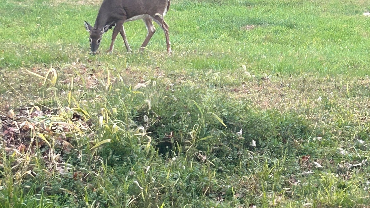 Photo of Others in Cheshire