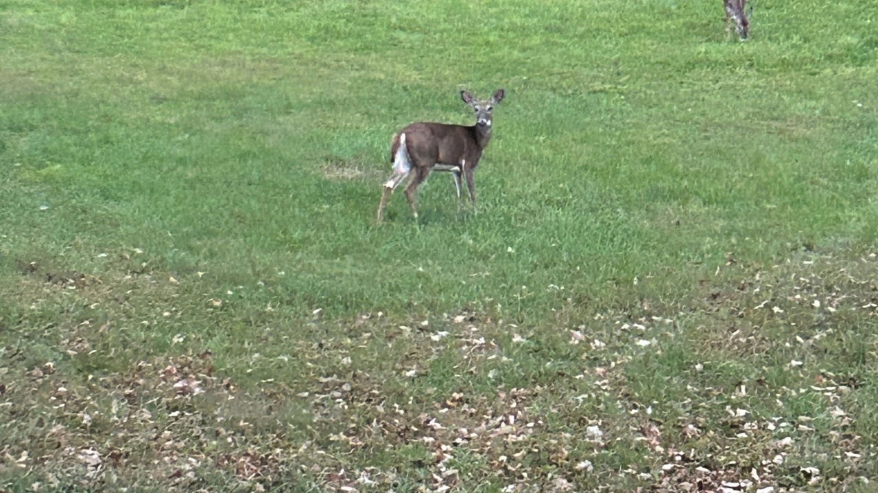 Photo of Others in Cheshire