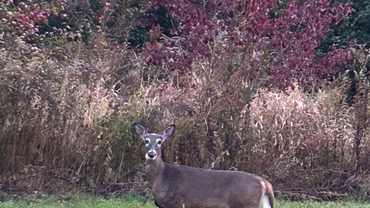 Photo of Others in Cheshire