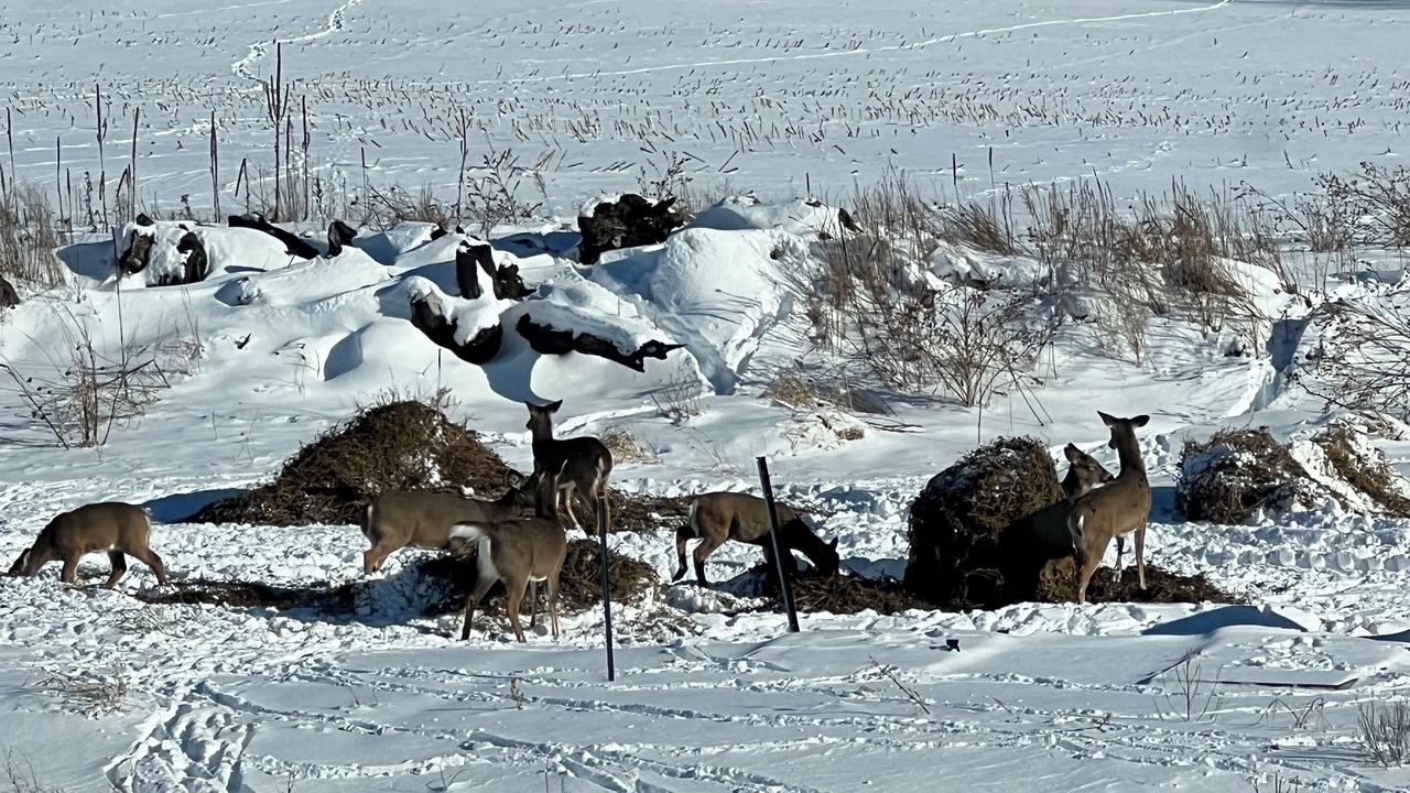 Photo of Others in Town of Macomb