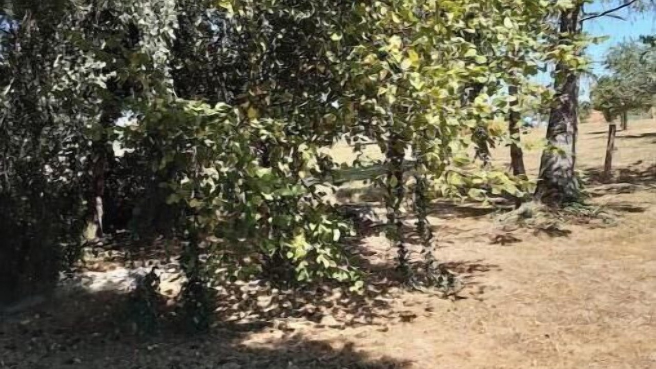 Photo of Outdoor in Enchenberg