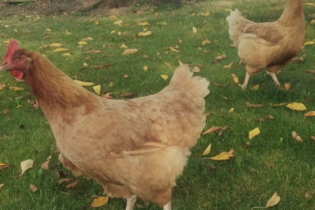 Photo of Others in Ceaux