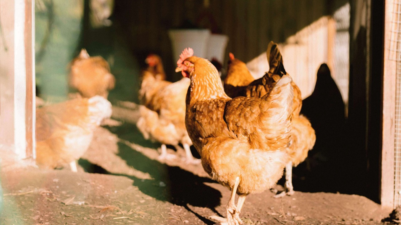 Photo of Others in Little Jilliby