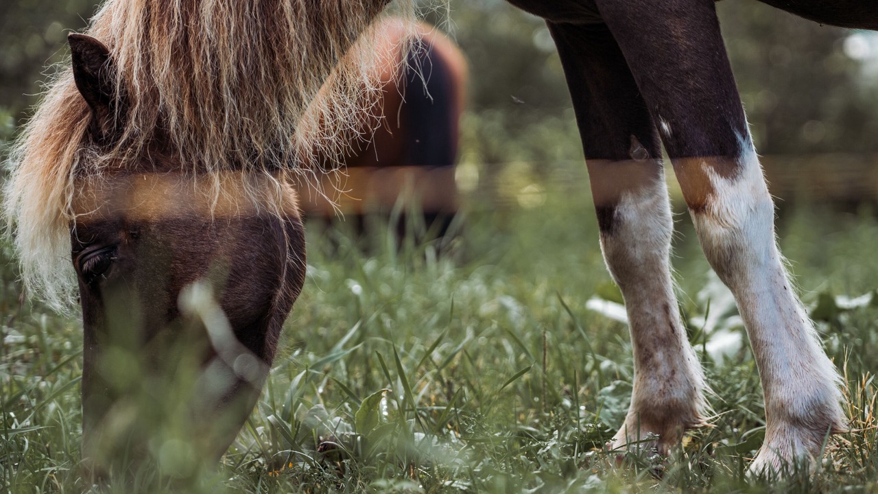 Photo of Others in Annapolis County