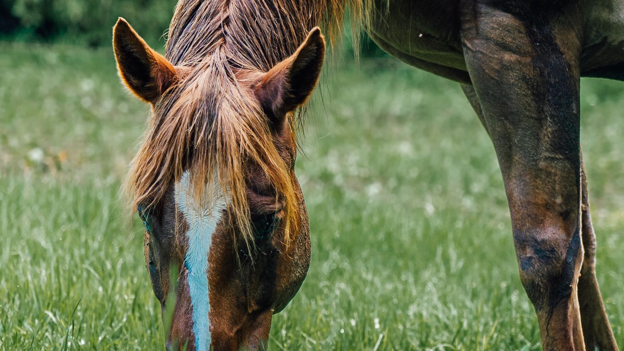 Photo of Others in Annapolis County