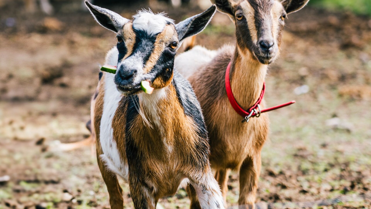 Photo of Others in Annapolis County