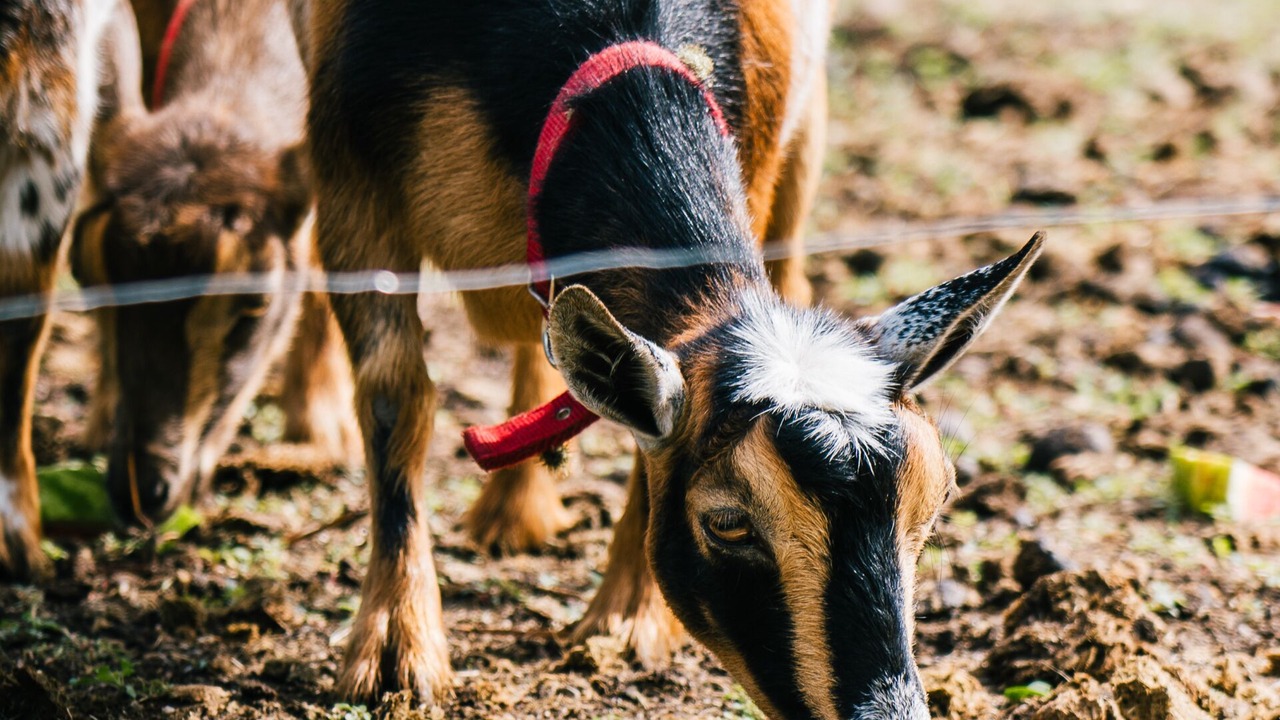 Photo of Others in Annapolis County