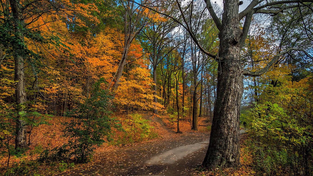 Photo of Outdoor in Woodbine Gardens