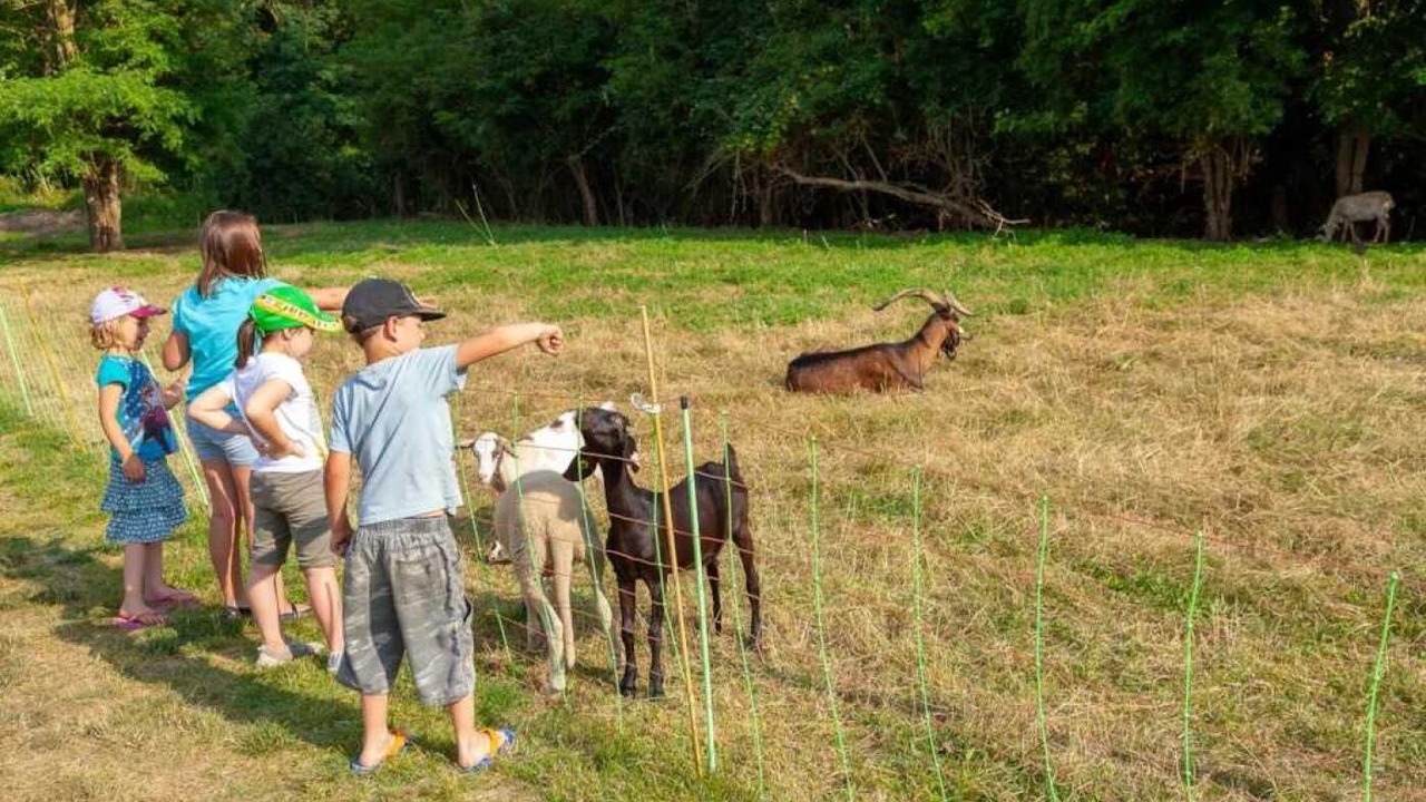 Photo of Others in Martres-Tolosane