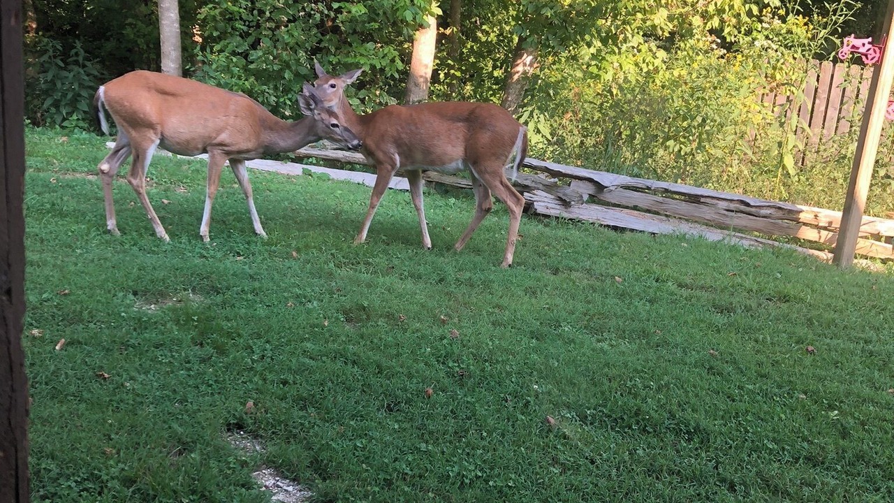 Photo of Others in Licking