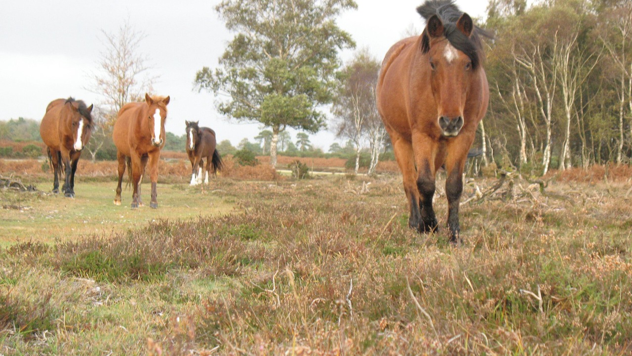 Photo of Others in New Forest District