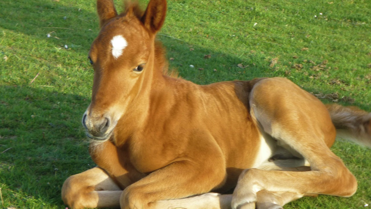 Photo of Others in New Forest District
