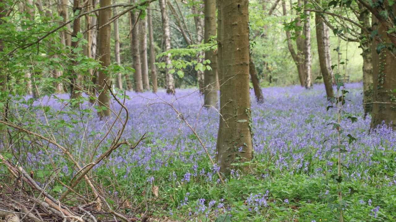 Photo of Outdoor in New Forest District