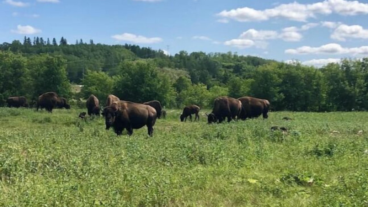Photo of Others in Minnedosa