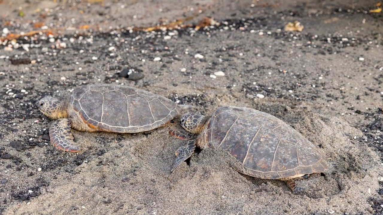 Photo of Others in Kahaluu Bay