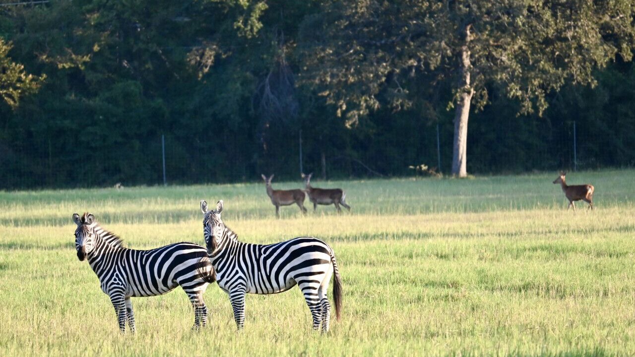 Photo of Others in Brazos Valley