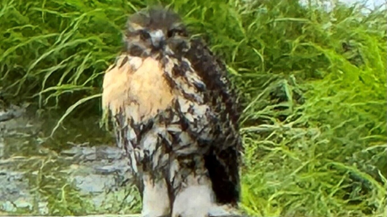 Photo of Others in Virginville