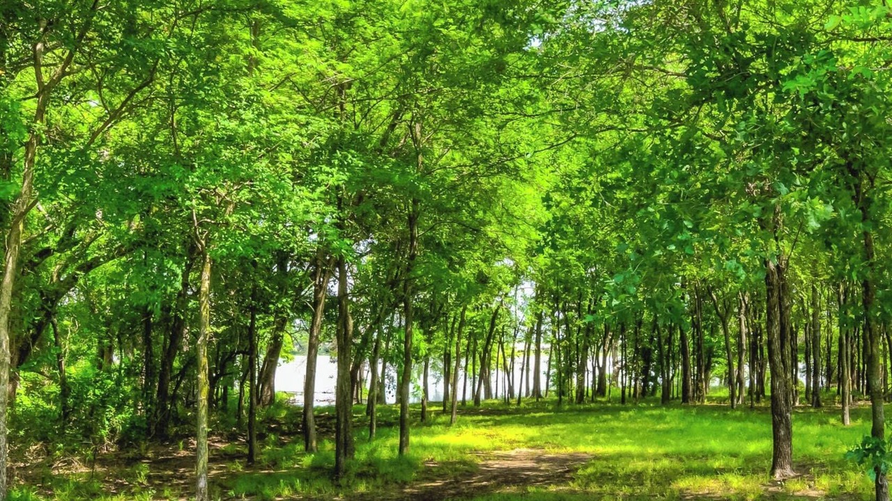 Photo of Outdoor in Shady Shores