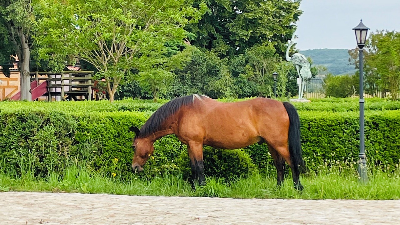 Photo of Outdoor in Aiguillon