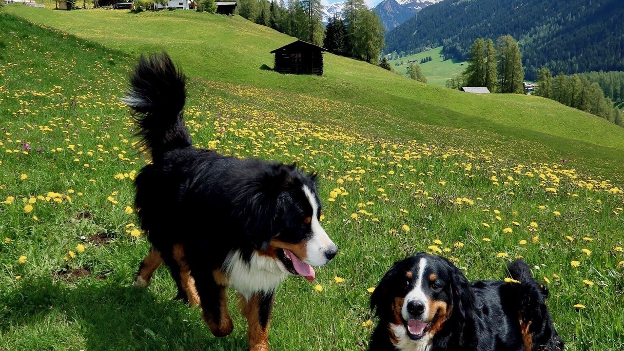 Photo of Others in Davos
