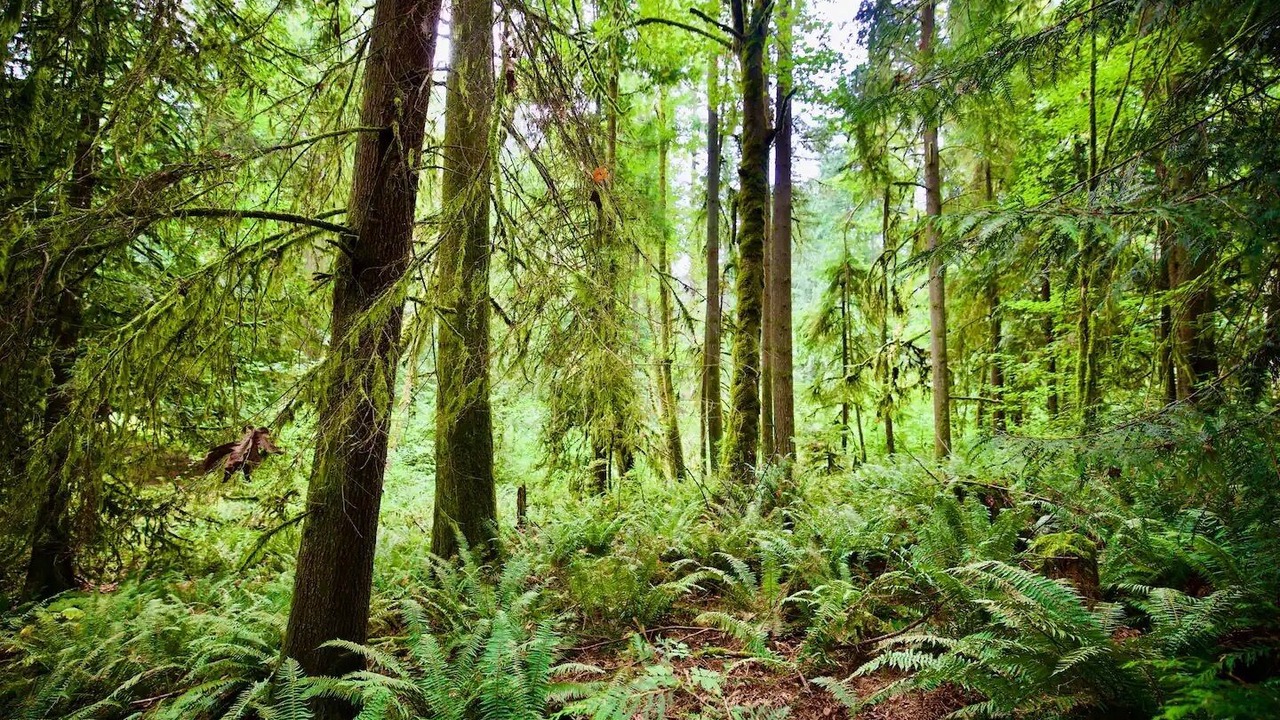 Photo of Outdoor in Cottage Lake