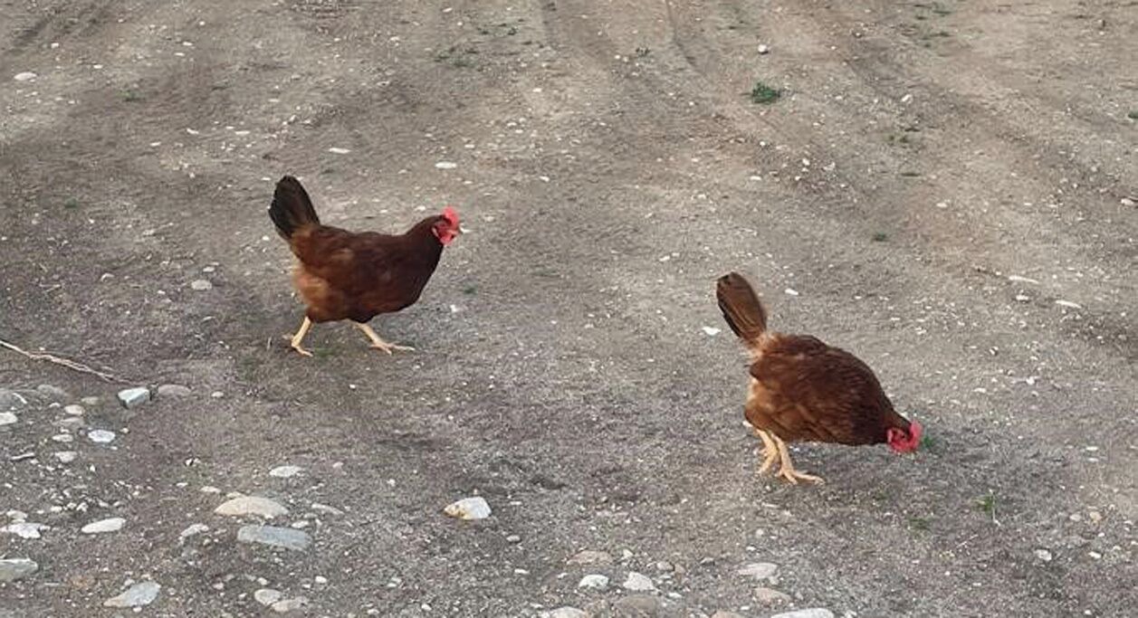 Photo of Others in Nampa